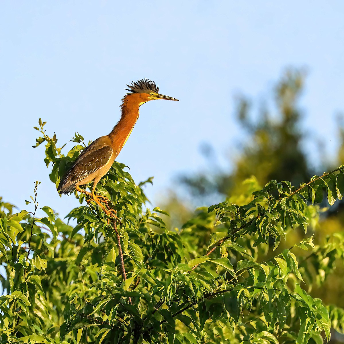 Green Heron - Sylvie Nadeau Gneckow