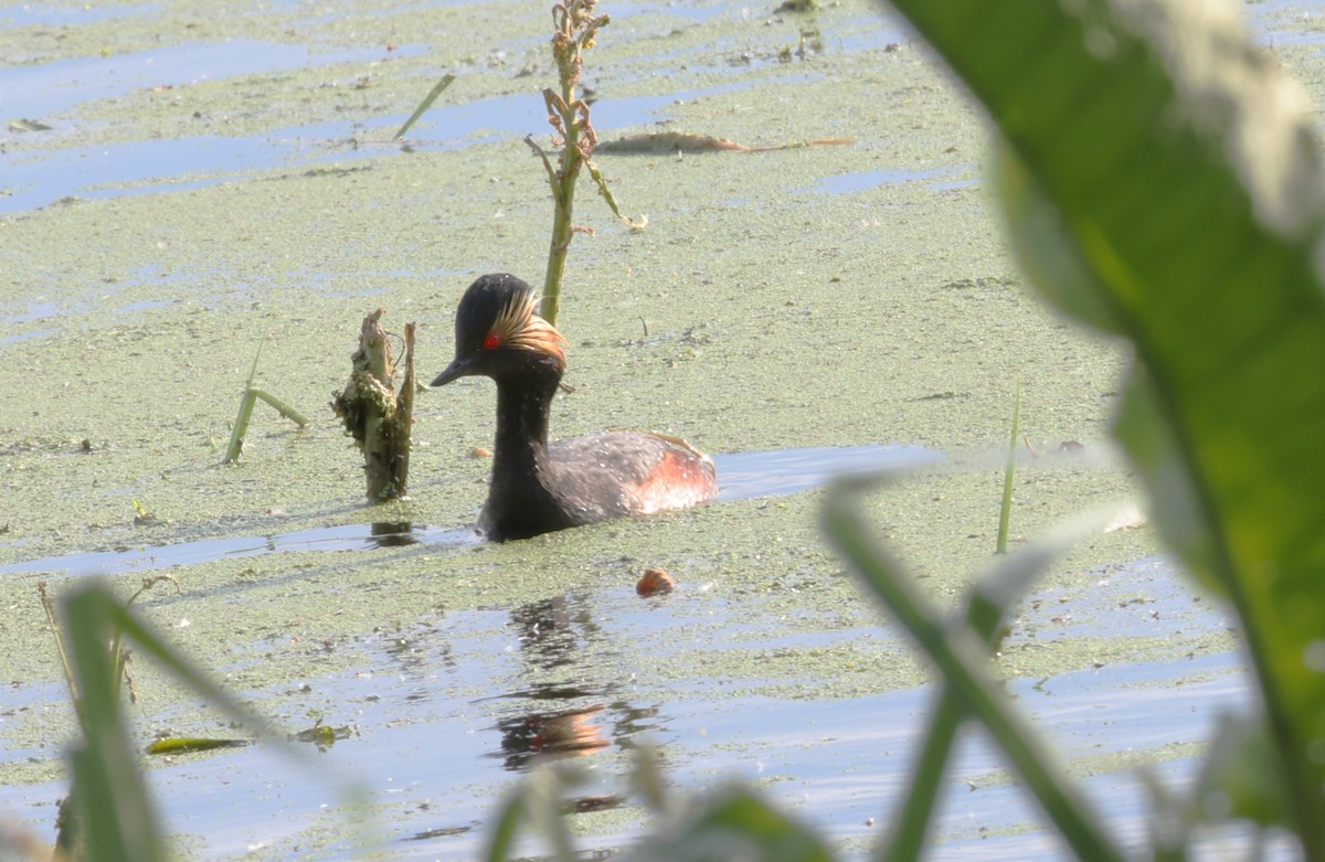 Eared Grebe - Jan Badura