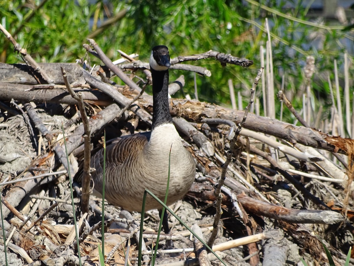 Canada Goose - Jim Walton