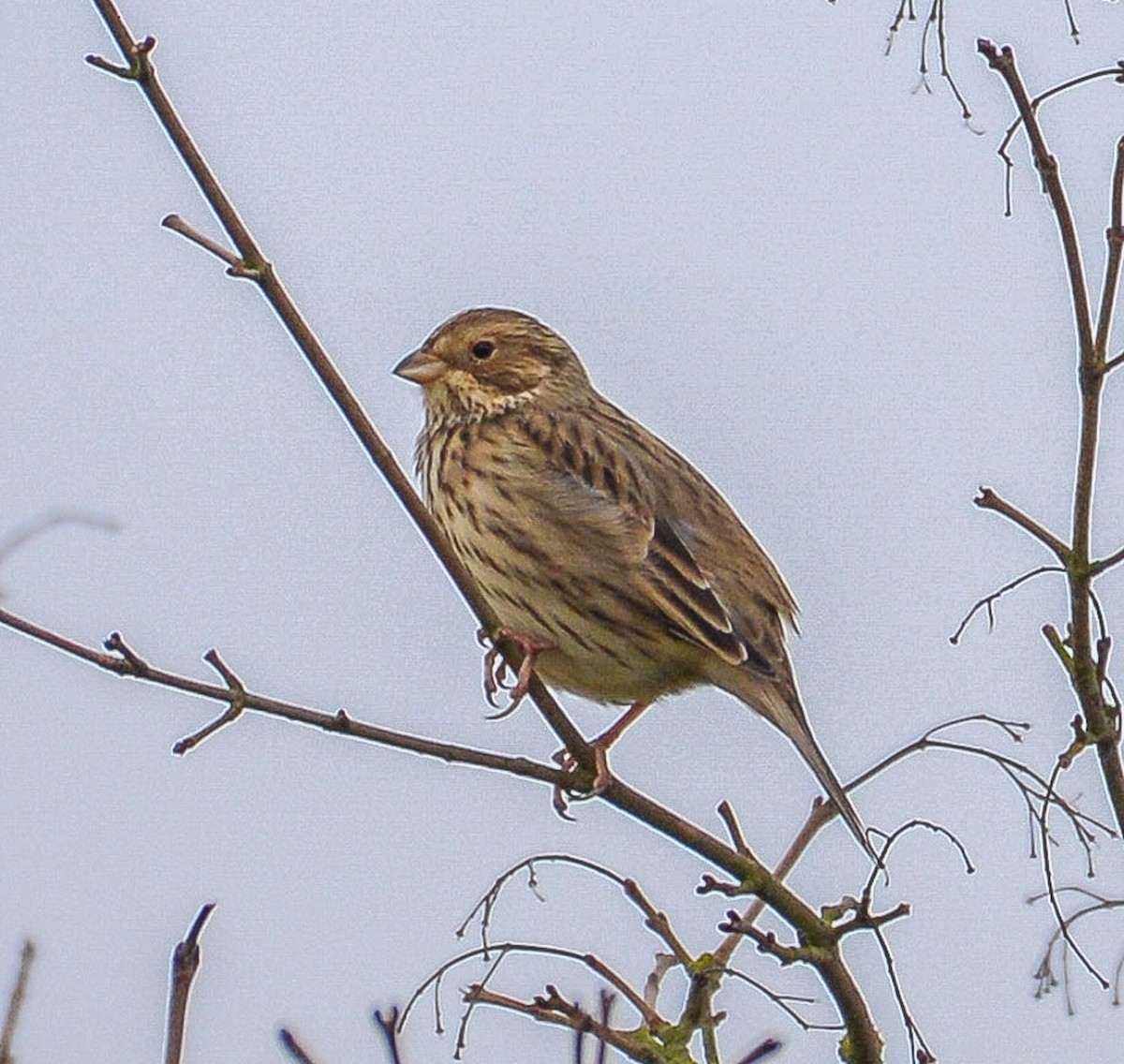 Corn Bunting - Theo de Clermont