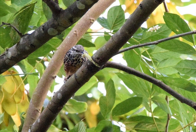 Band-backed Wren - Laura Bakken