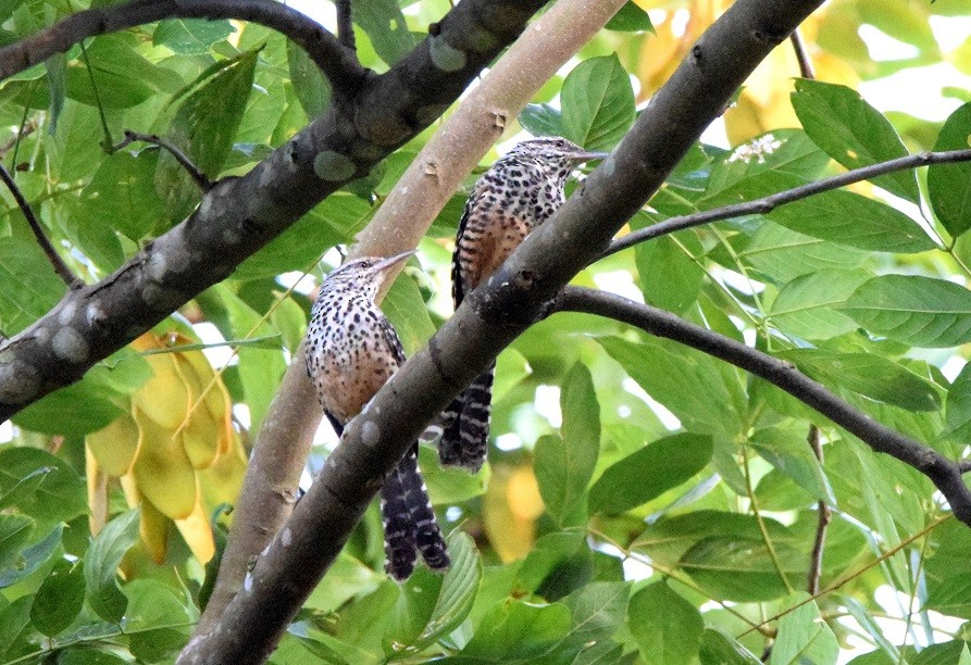 Band-backed Wren - Laura Bakken