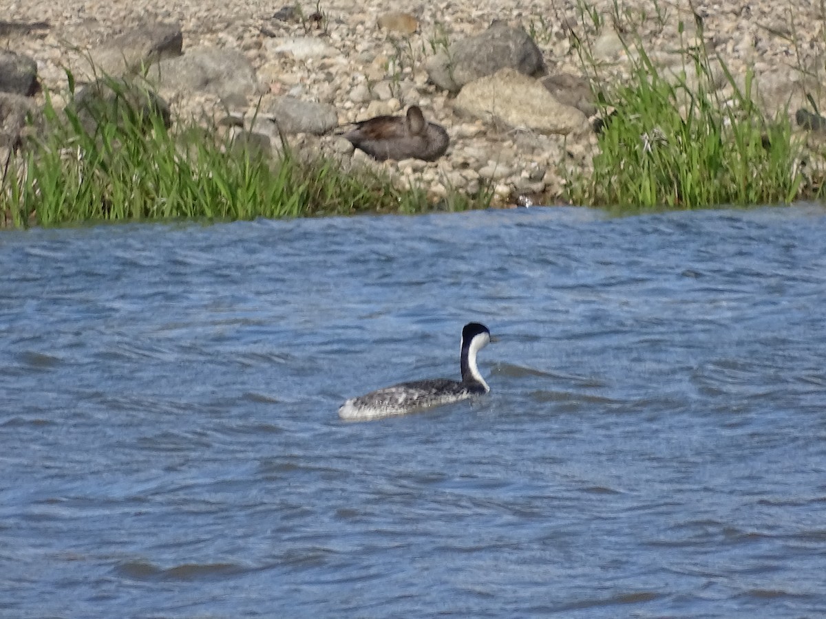 Western Grebe - Jim Walton