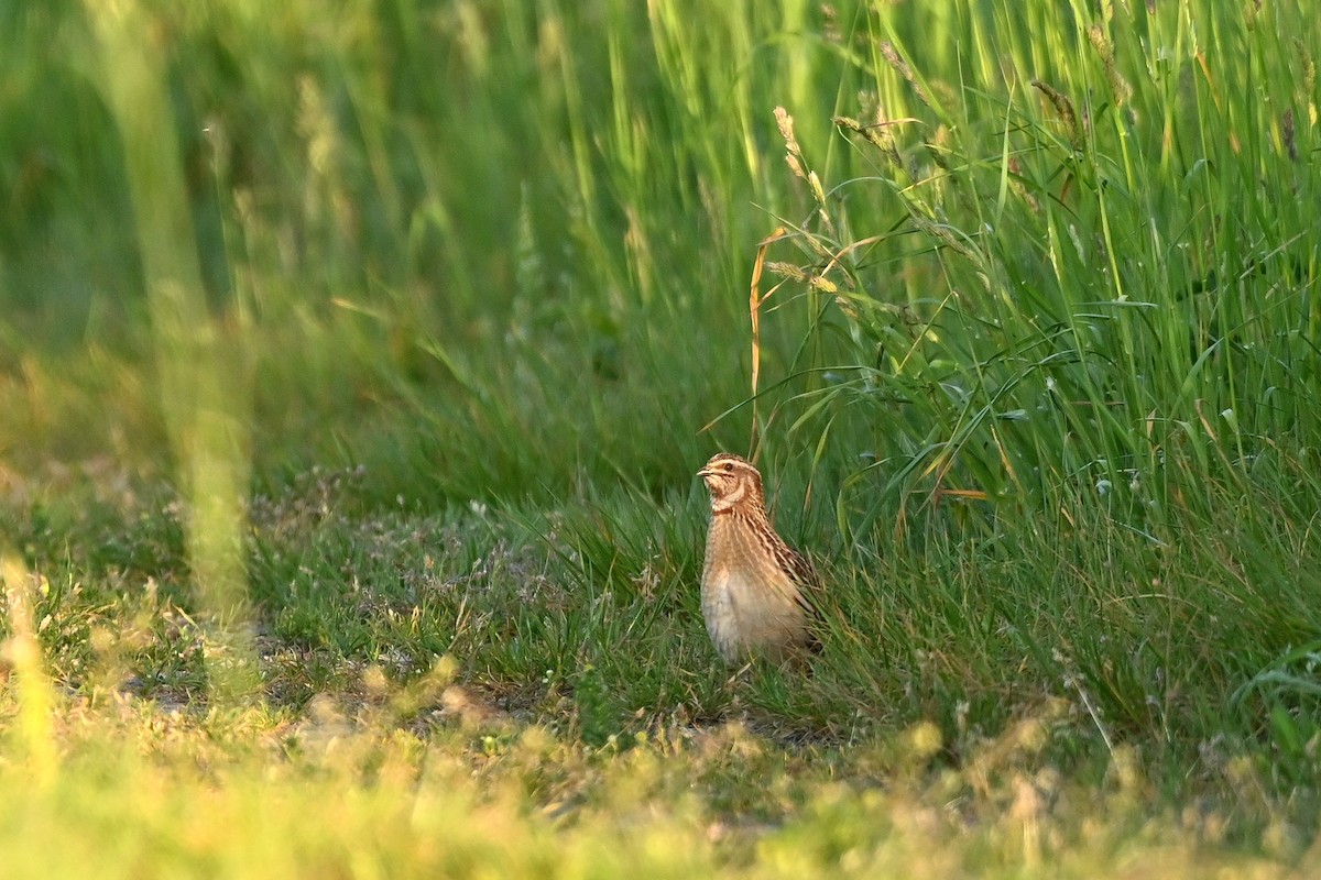 Common Quail - Michał Jasiński