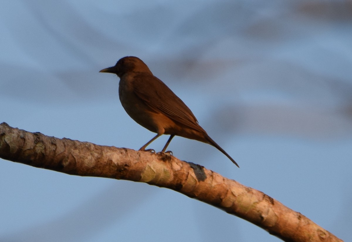 Clay-colored Thrush - Laura Bakken