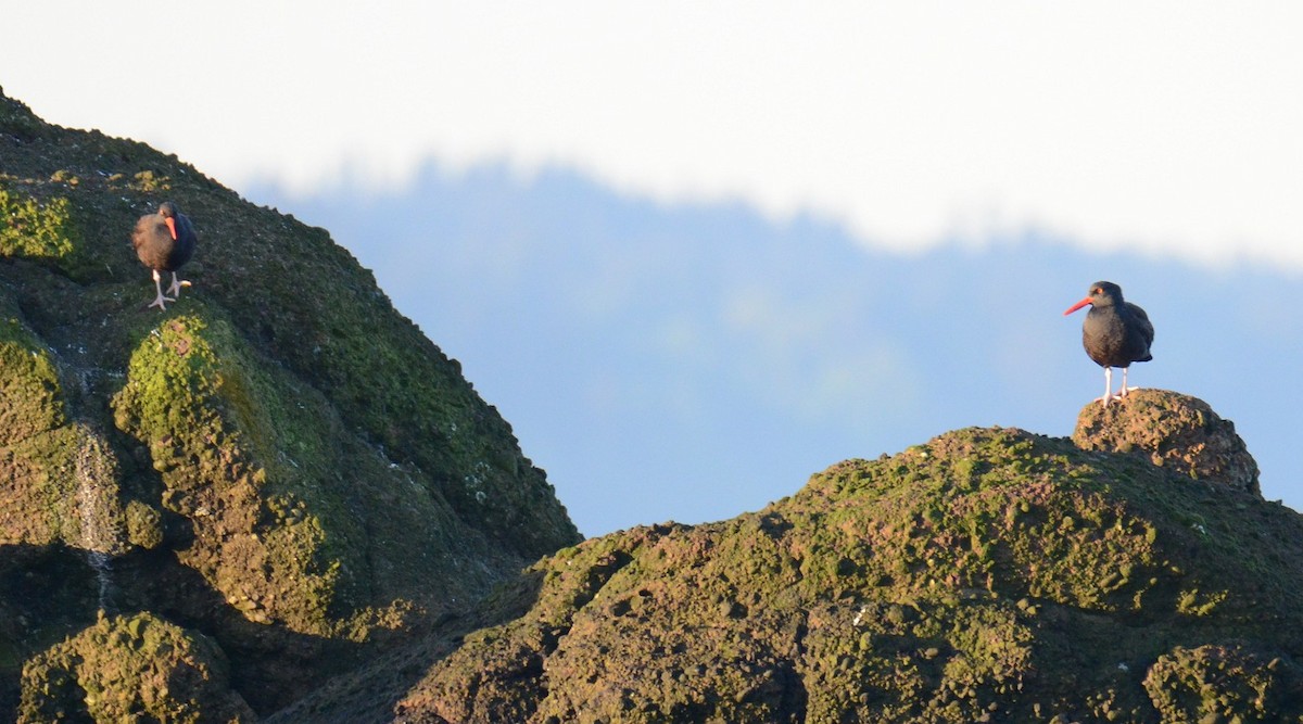 Black Oystercatcher - Mark Oberle