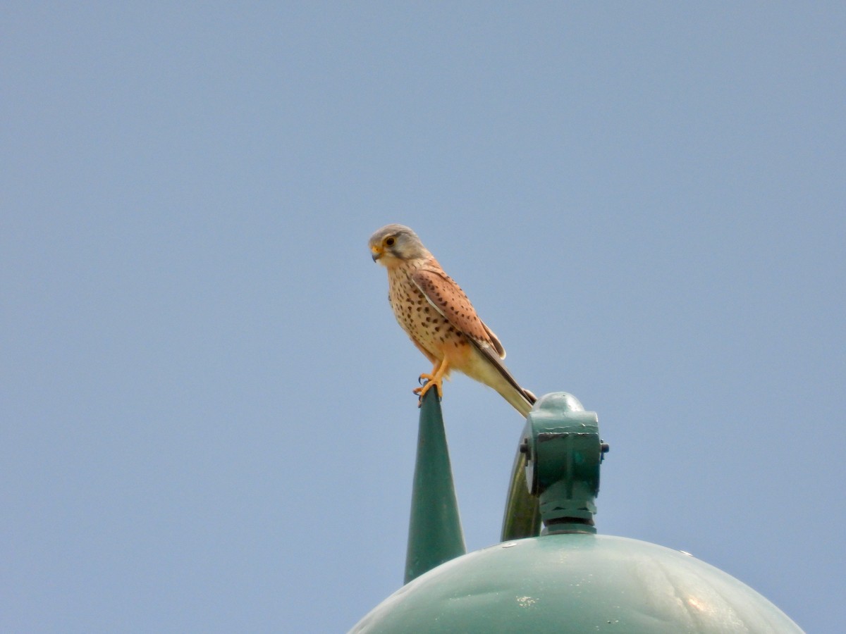 Eurasian Kestrel (Eurasian) - Will Kirby