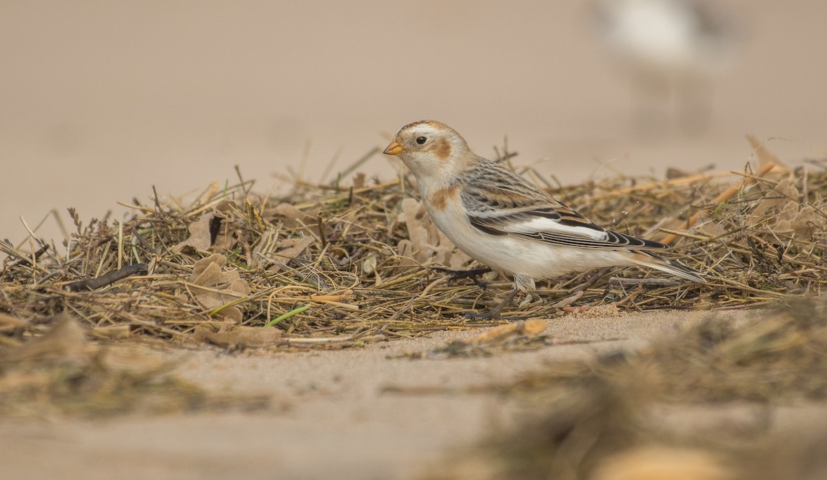 Snow Bunting - Theo de Clermont