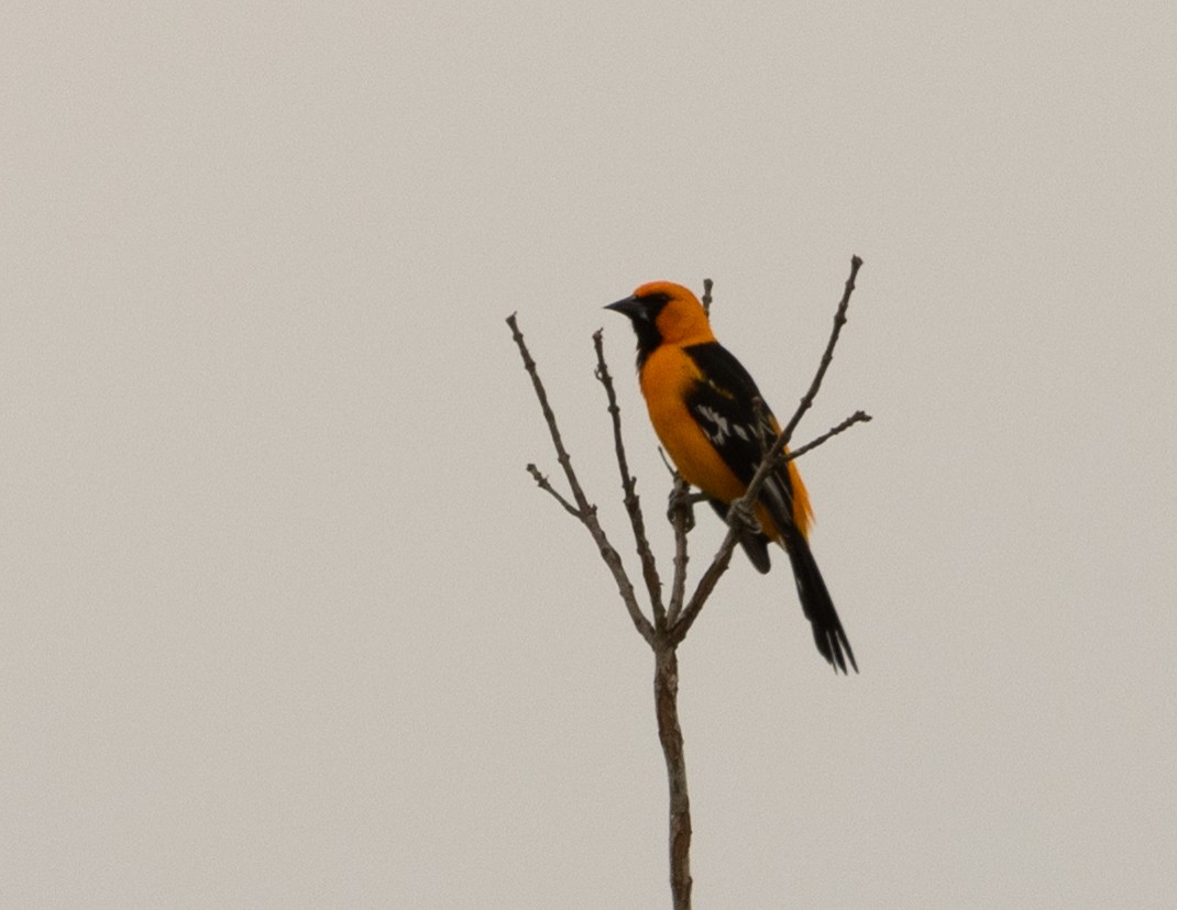 Altamira Oriole - Anne Heyerly