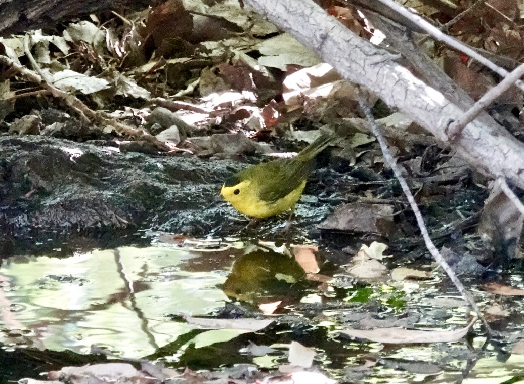 Wilson's Warbler - Rick Taylor