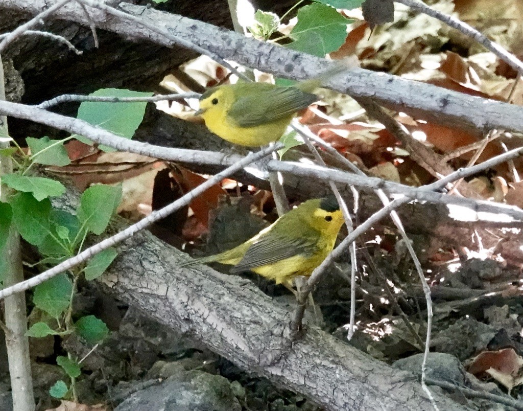 Wilson's Warbler - Rick Taylor