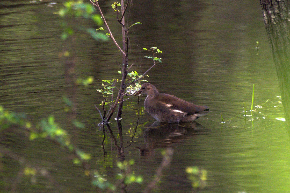 Eurasian Moorhen - Sathish Ramamoorthy