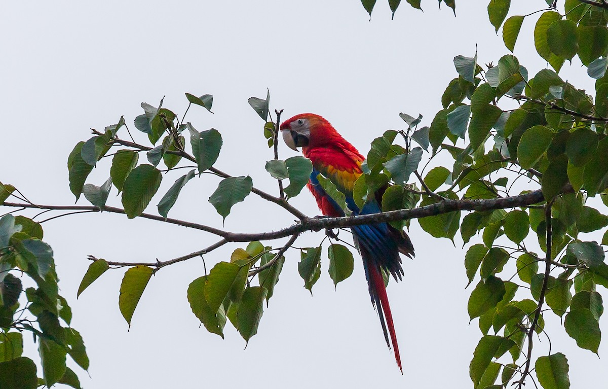 Scarlet Macaw - Andrew Cauldwell