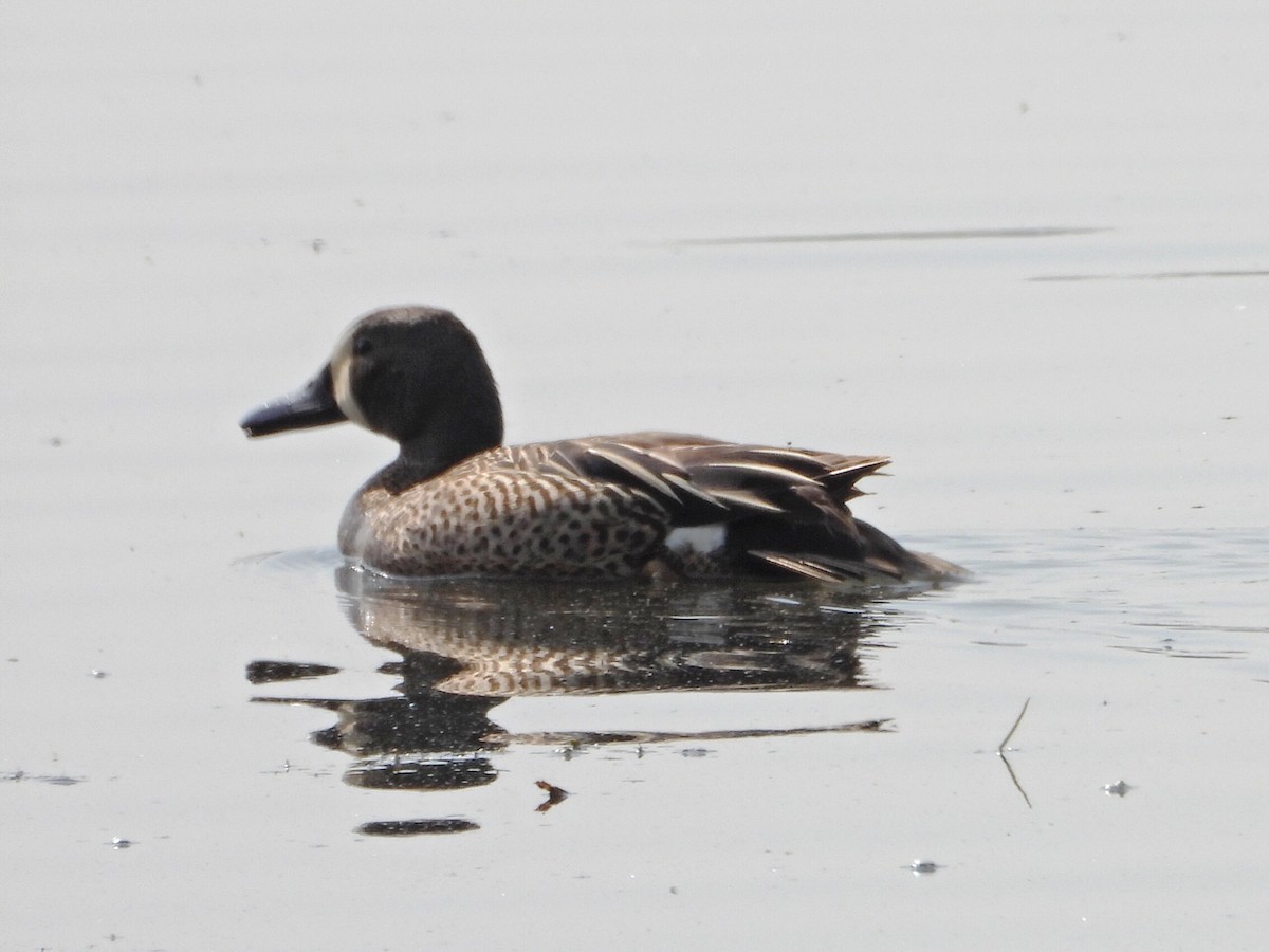 Blue-winged Teal - Charlotte Dallaire