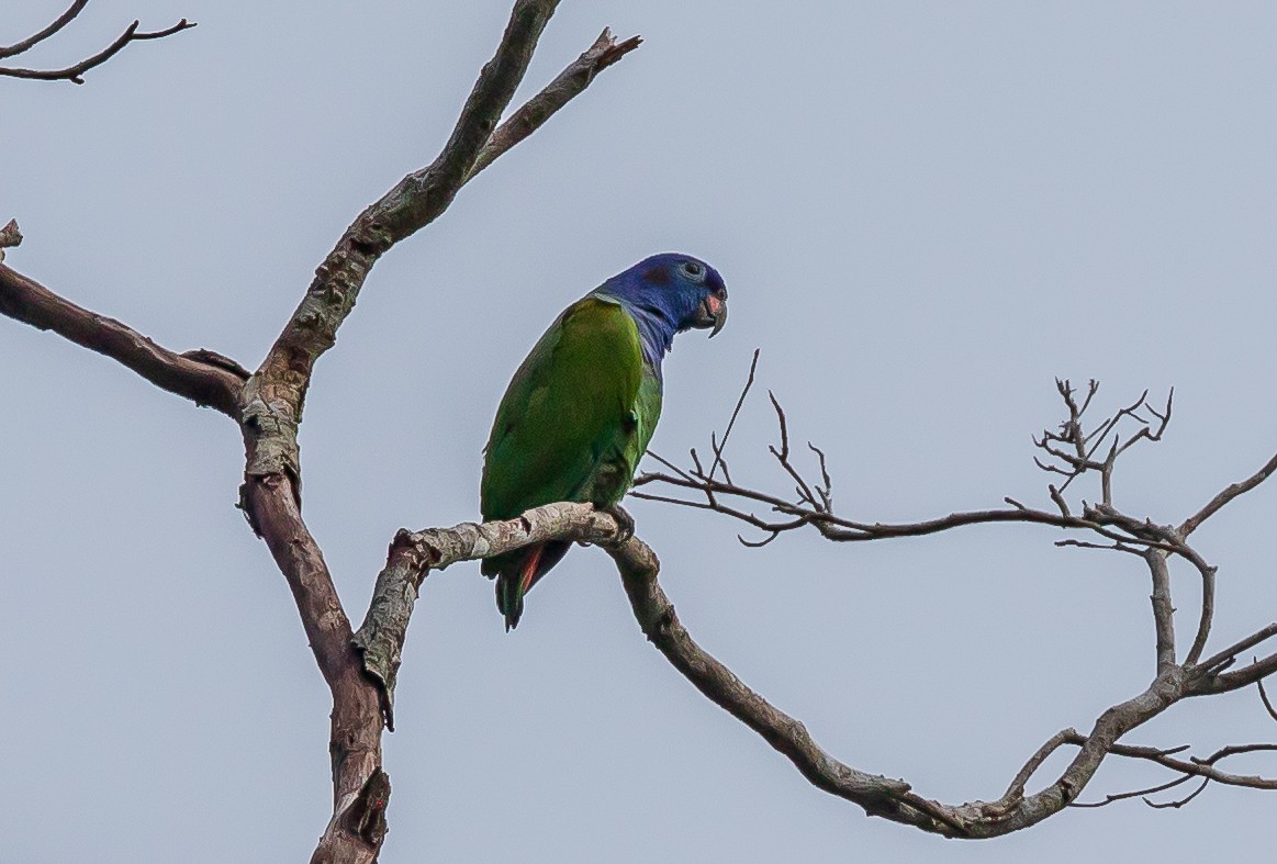 Blue-headed Parrot - Andrew Cauldwell