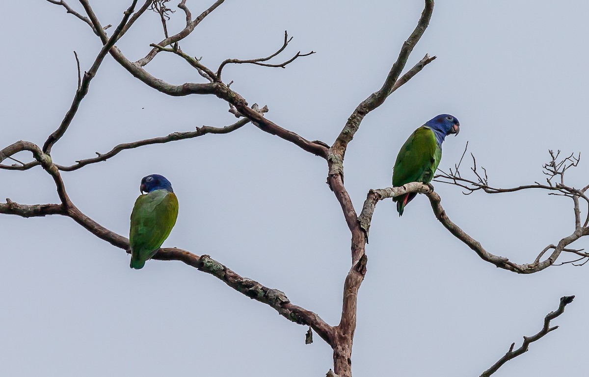 Blue-headed Parrot - Andrew Cauldwell