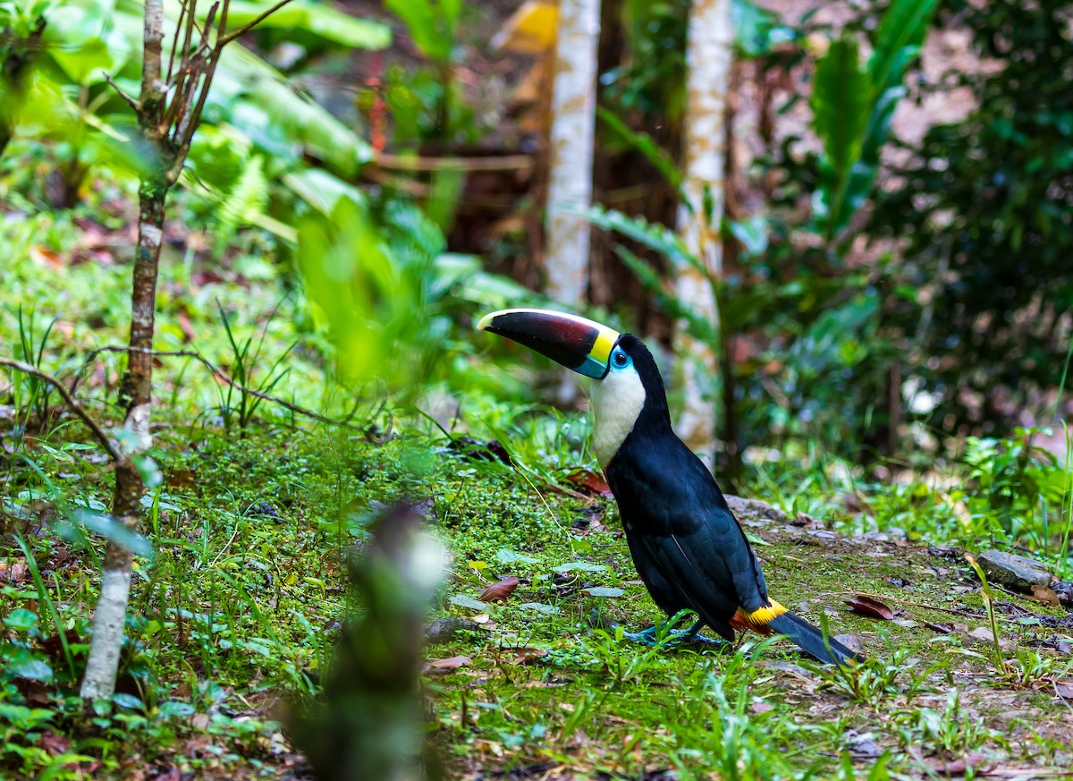 White-throated Toucan - Andrew Cauldwell