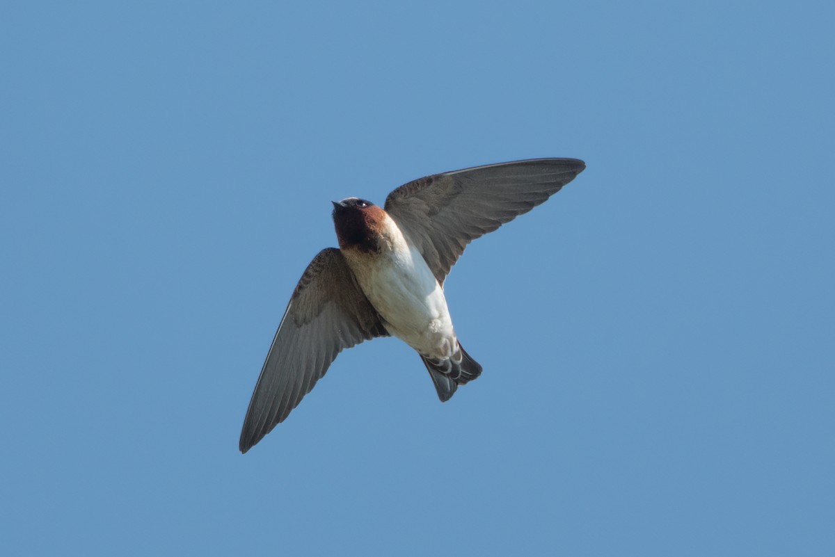 Cliff Swallow - Phil Harvey