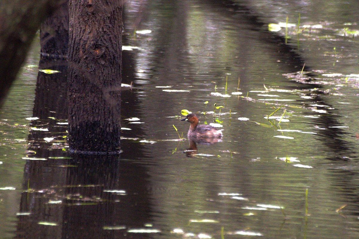 Little Grebe - Sathish Ramamoorthy