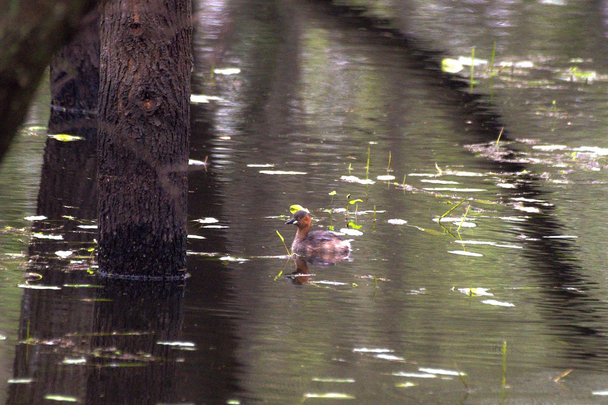 Little Grebe - Sathish Ramamoorthy