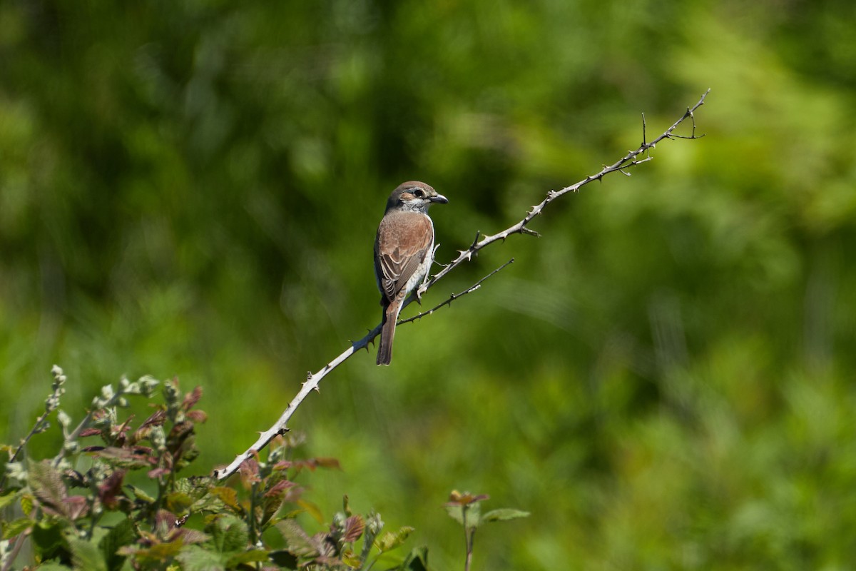 Red-backed Shrike - Anastasiia Pashkovskaia