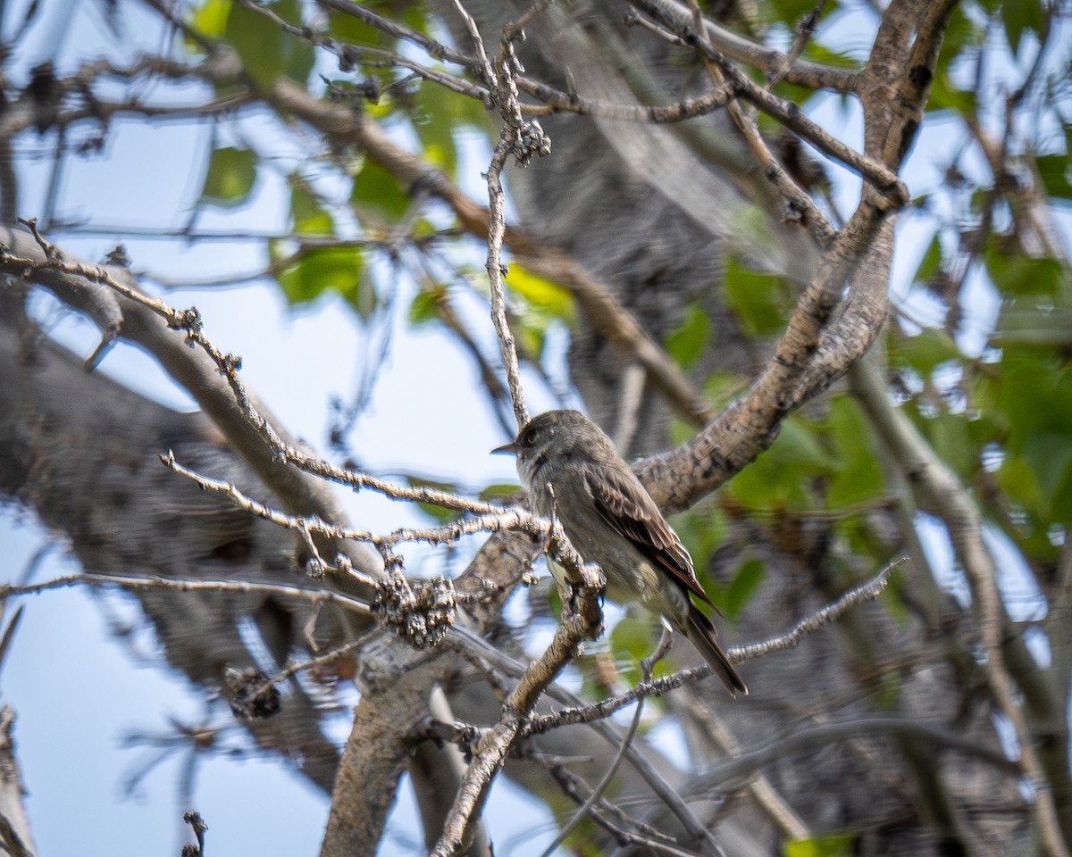 Olive-sided Flycatcher - Kirk Miller