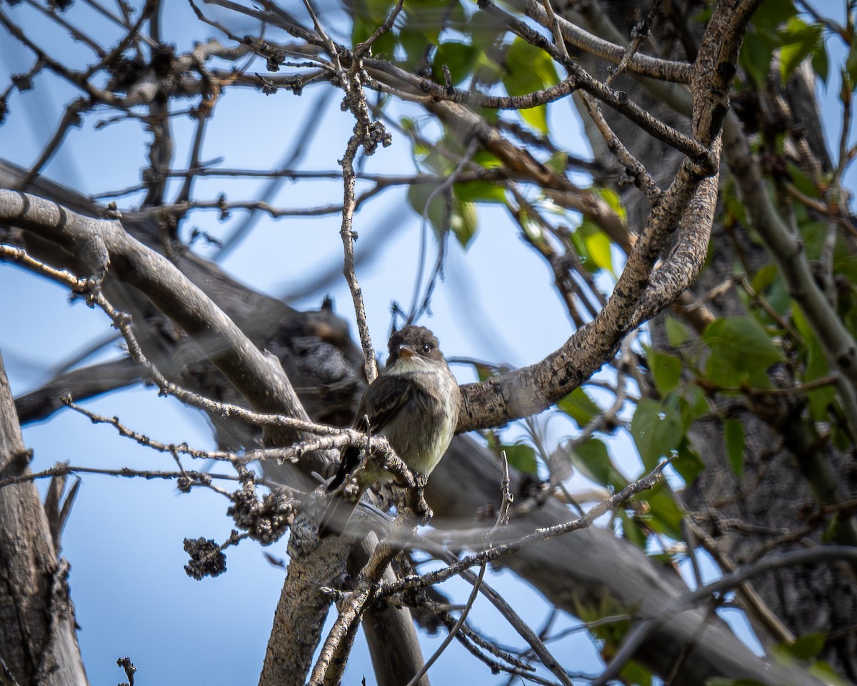 Olive-sided Flycatcher - Kirk Miller