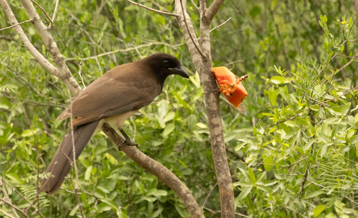 Brown Jay - Anne Heyerly