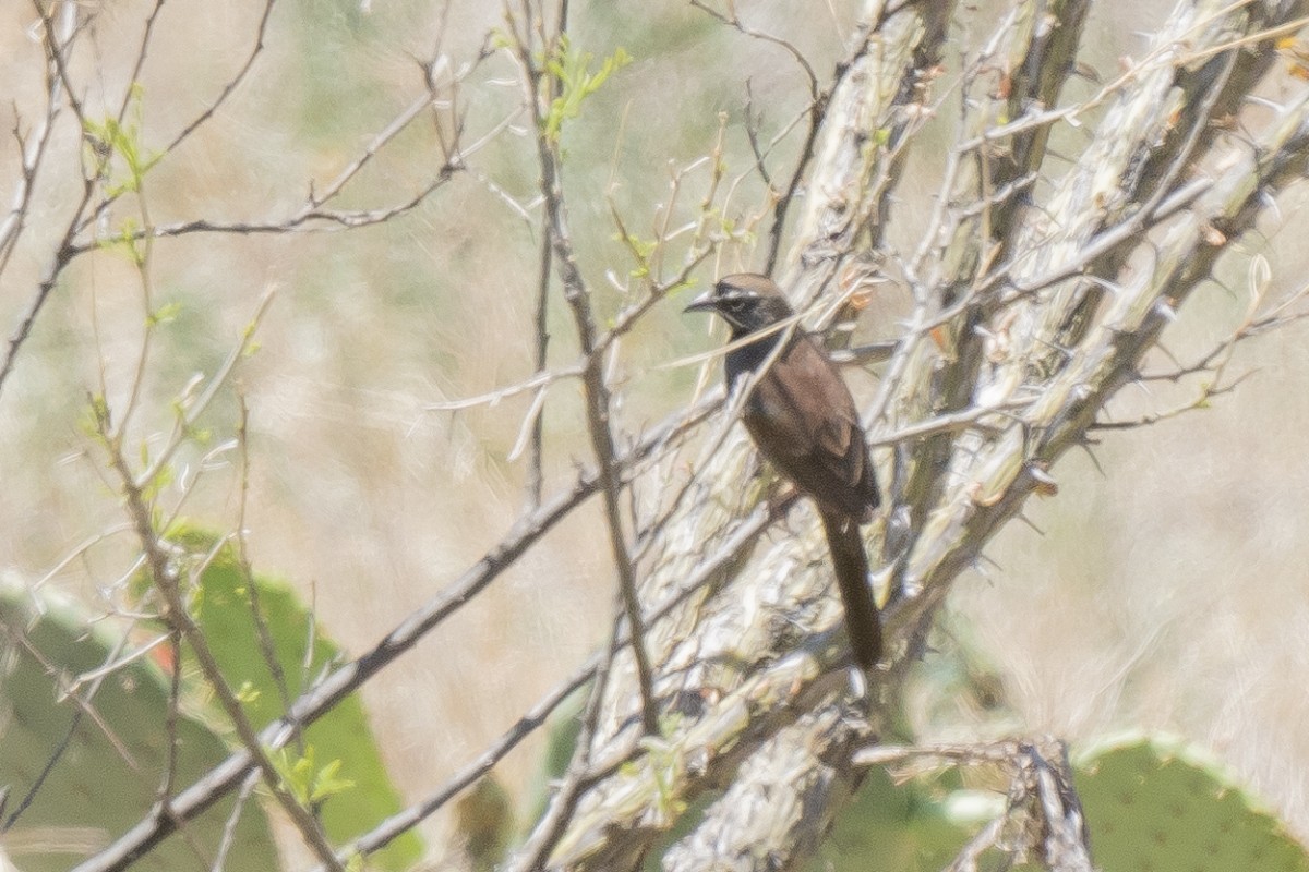 Five-striped Sparrow - Slawomir Dabrowski