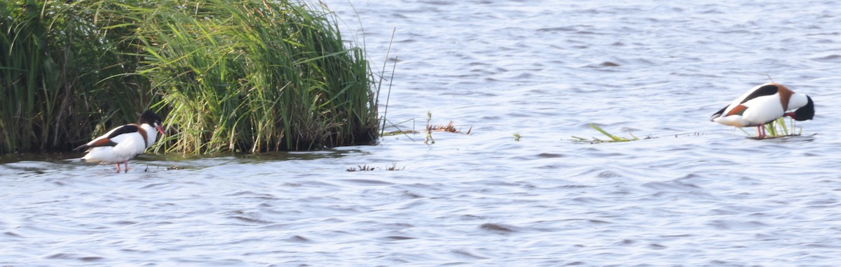 Common Shelduck - Jan Badura