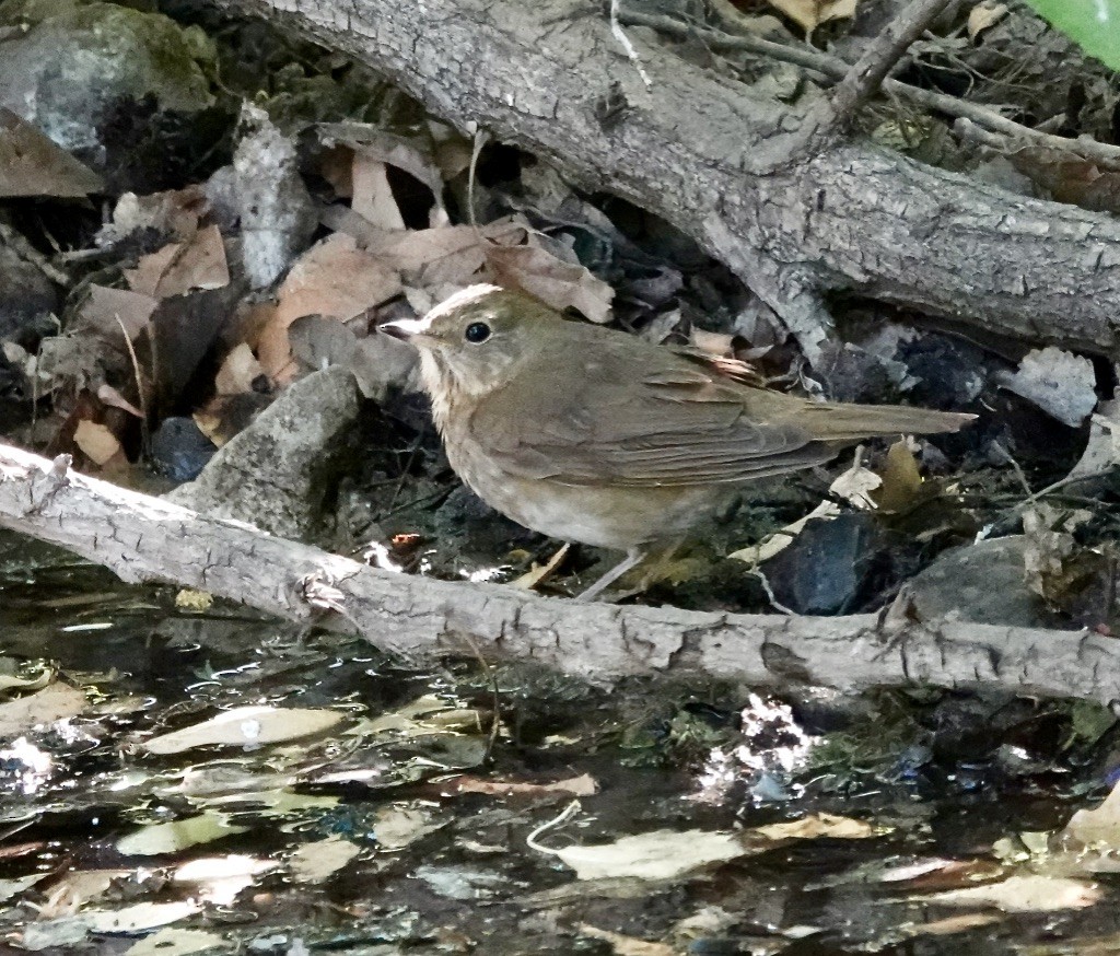 Swainson's Thrush (Russet-backed) - Rick Taylor