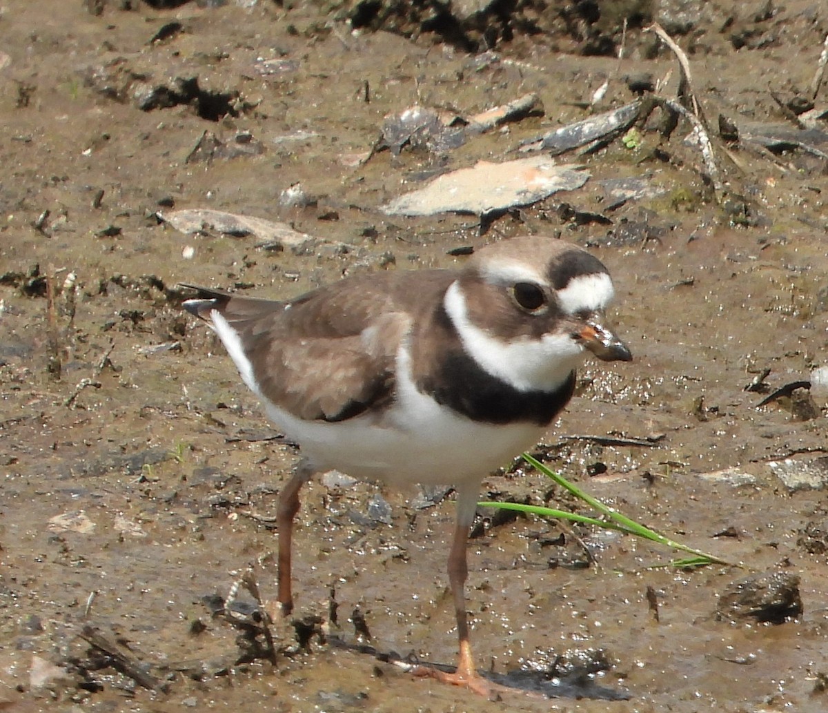 Semipalmated Plover - Richard Chirichiello