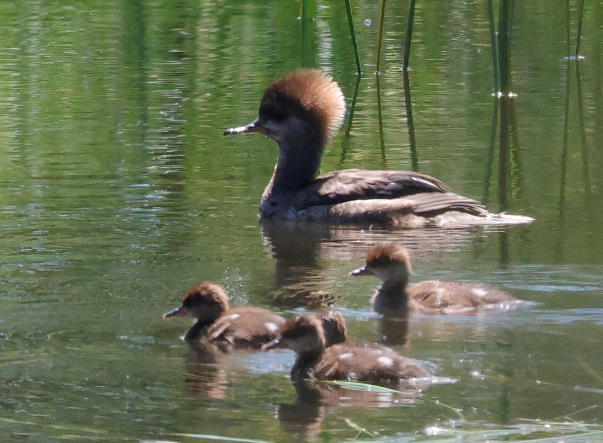 Hooded Merganser - ML619453050