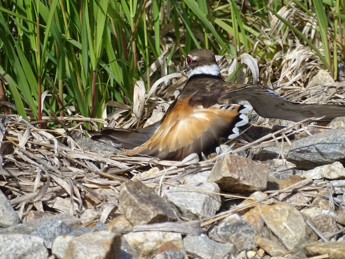 Killdeer - Jim Walton