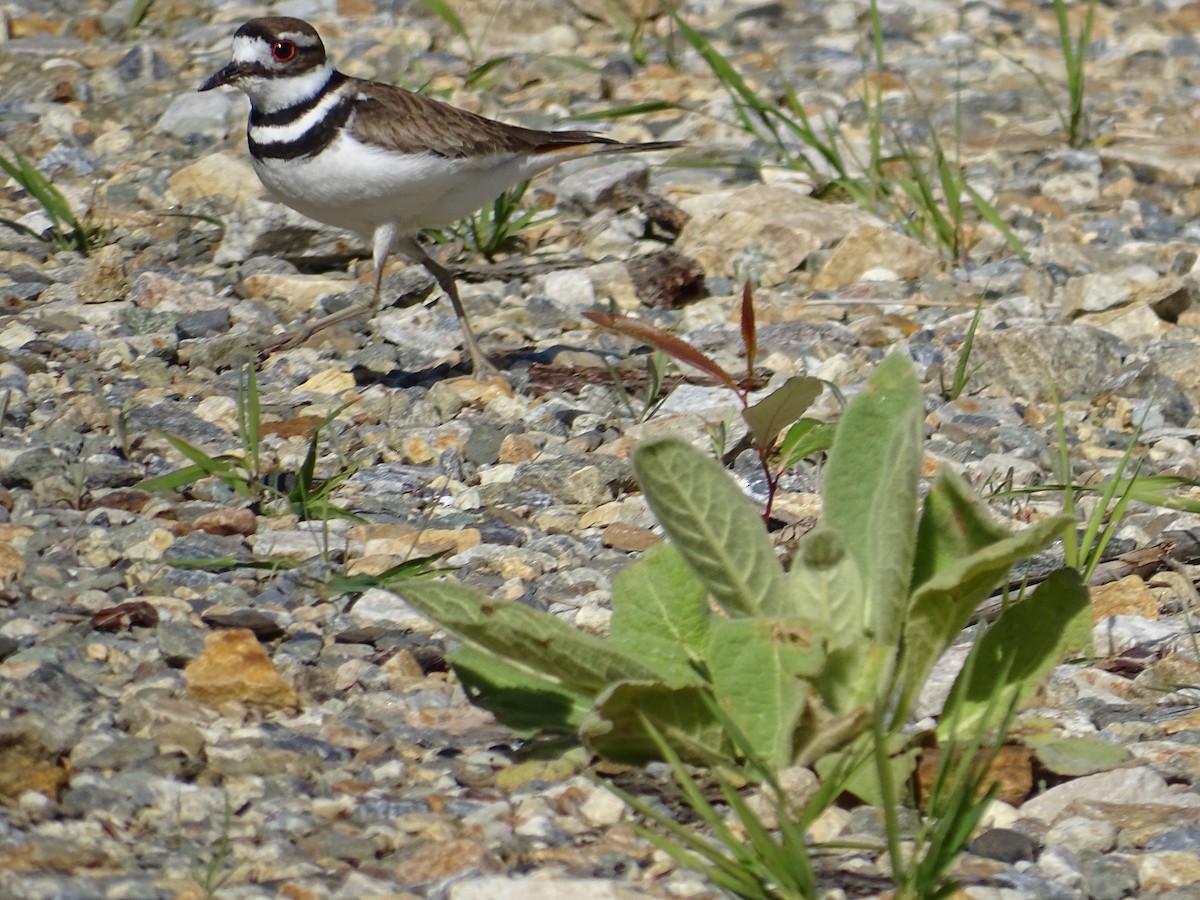 Killdeer - Jim Walton