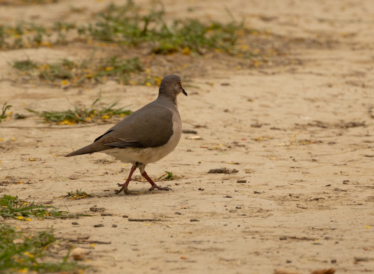 White-tipped Dove - Anne Heyerly