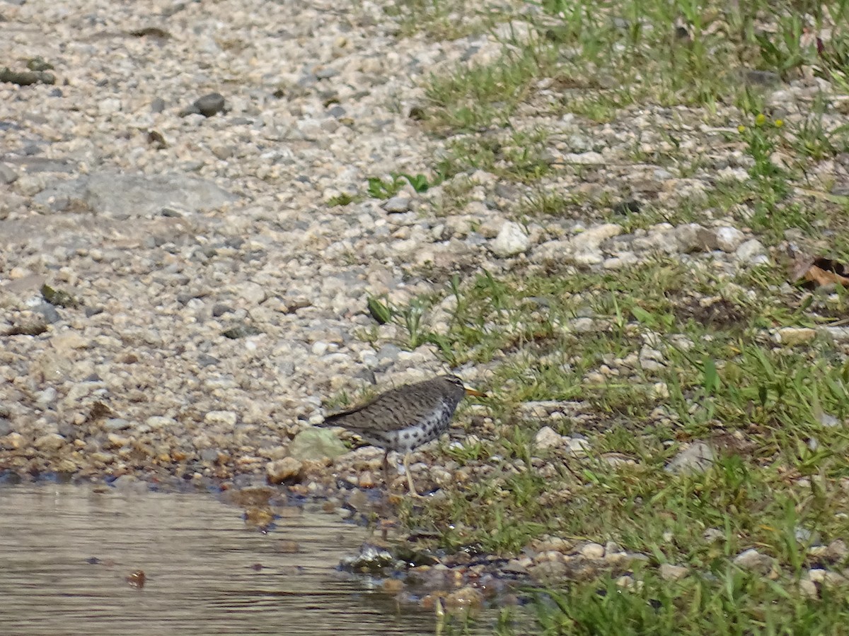 Spotted Sandpiper - Jim Walton