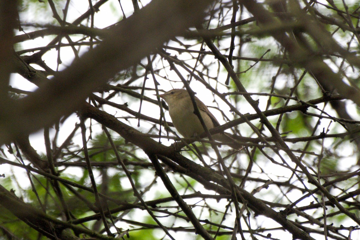 Sykes's Warbler - Sathish Ramamoorthy