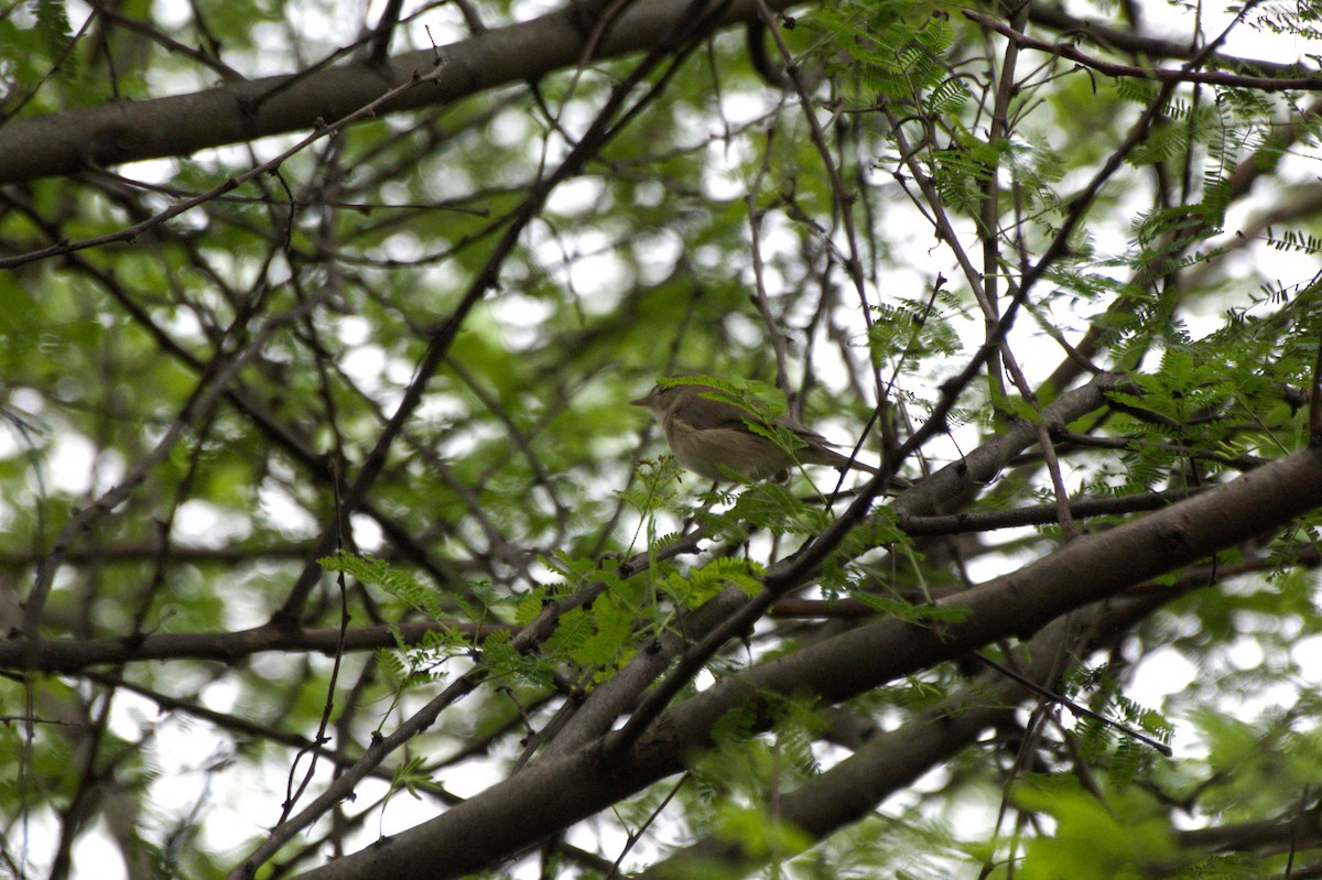 Sykes's Warbler - Sathish Ramamoorthy