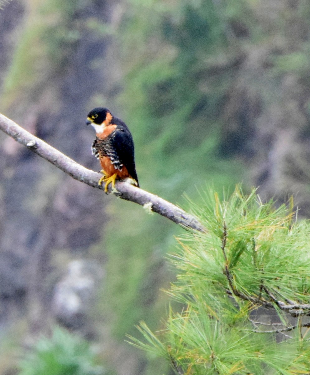 Orange-breasted Falcon - Laura Bakken