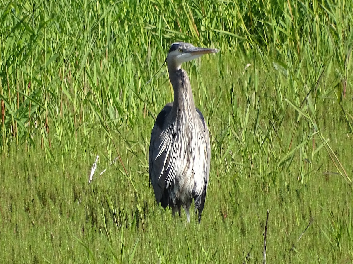 Great Blue Heron - Jim Walton