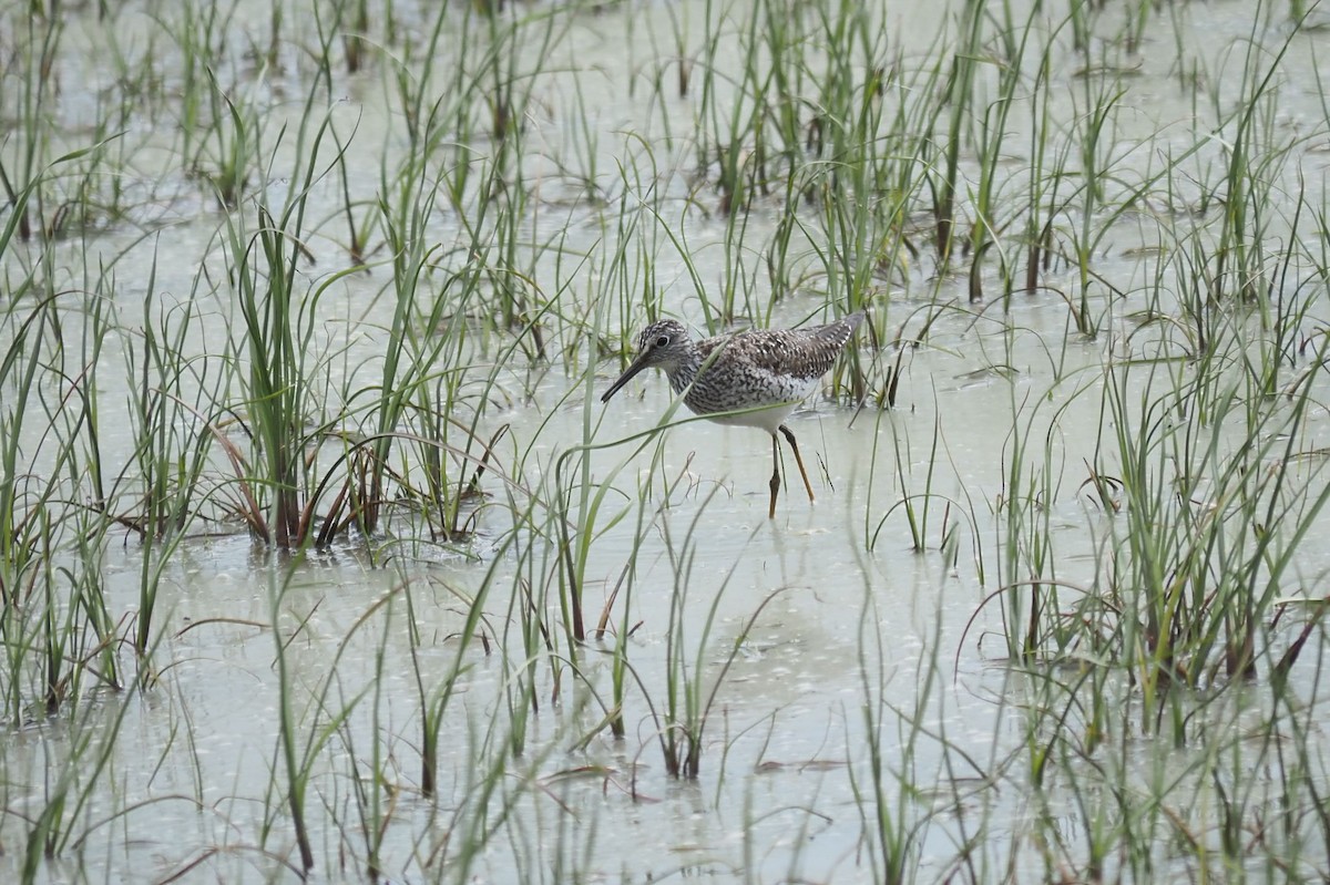 Lesser Yellowlegs - ML619453072