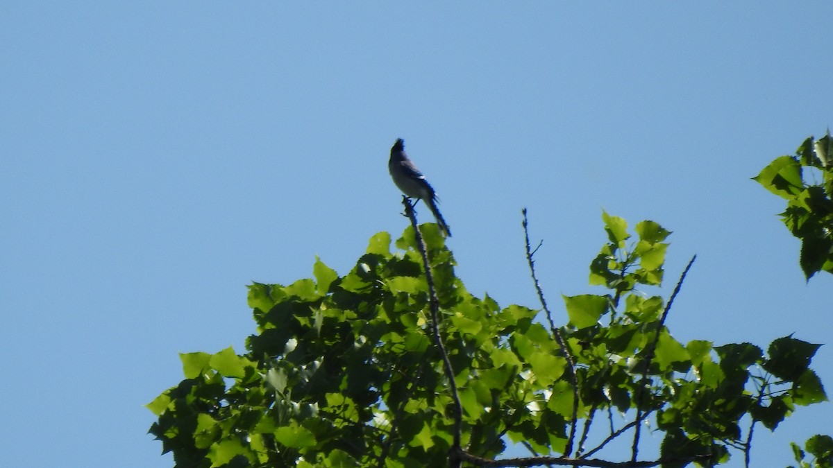 Great Crested Flycatcher - ML619453074