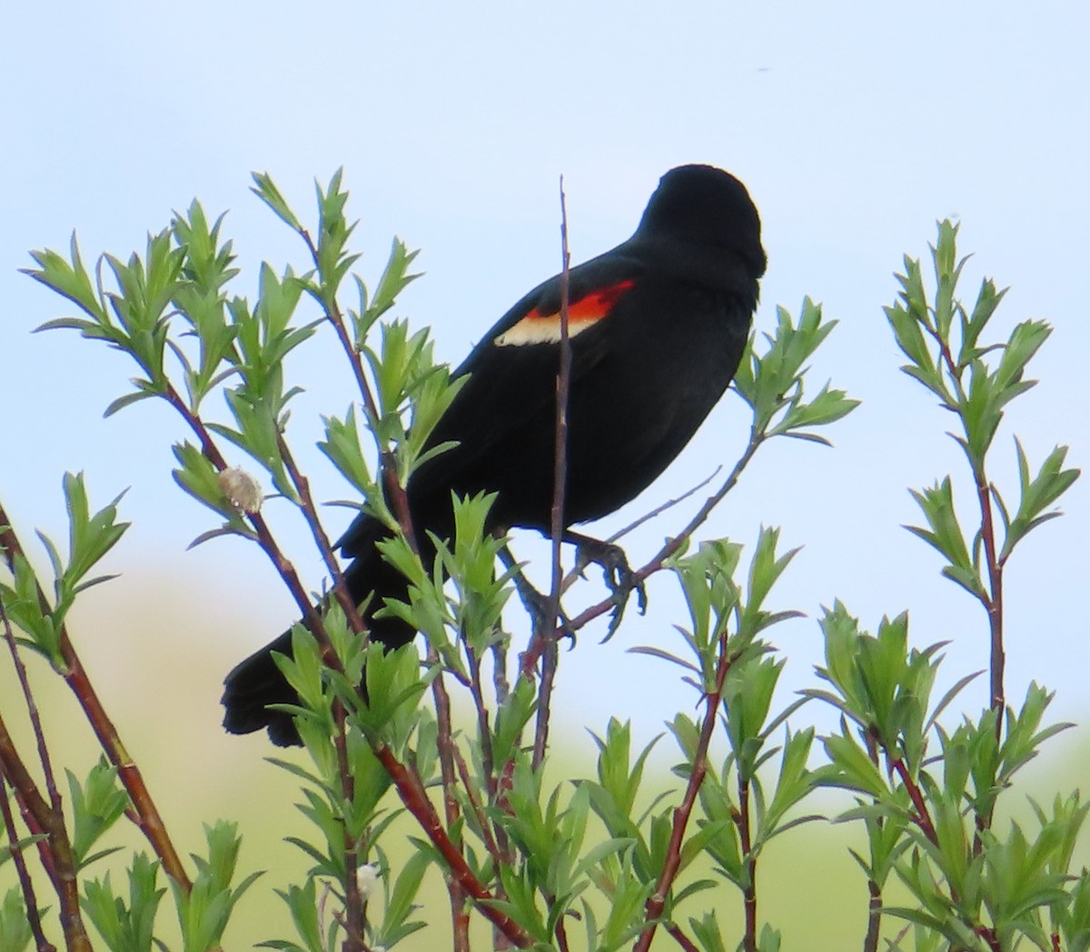 Red-winged Blackbird - Sylvie Gagnon