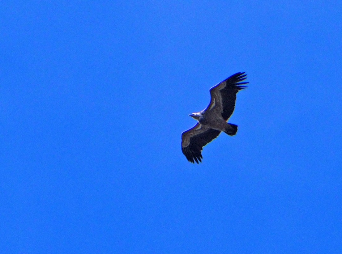 Eurasian Griffon - Brian Carruthers