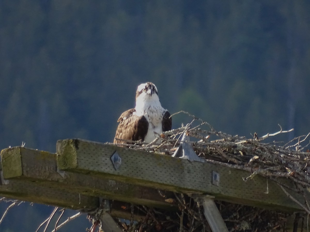 Osprey - Jim Walton