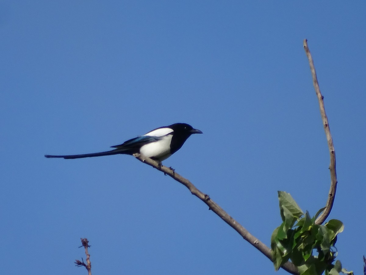 Black-billed Magpie - Jim Walton