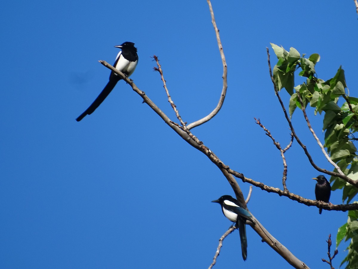 Black-billed Magpie - Jim Walton