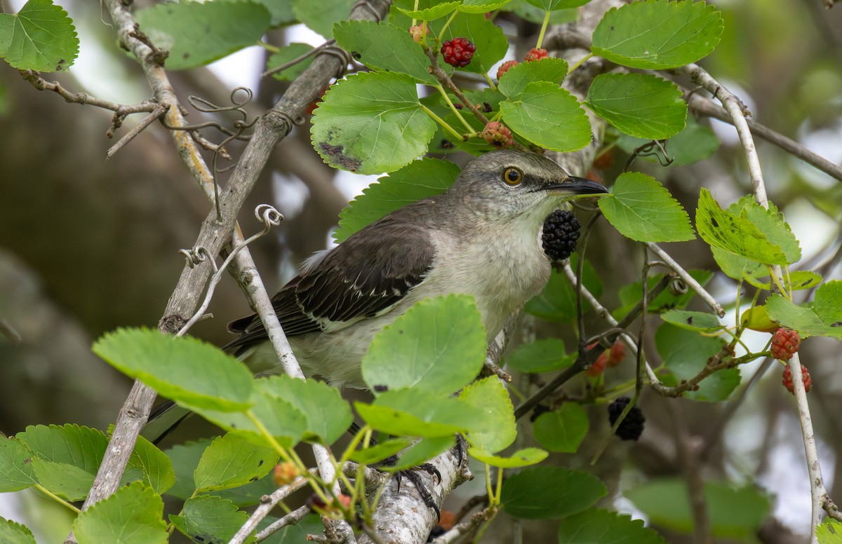 Northern Mockingbird - Daniel Griffith