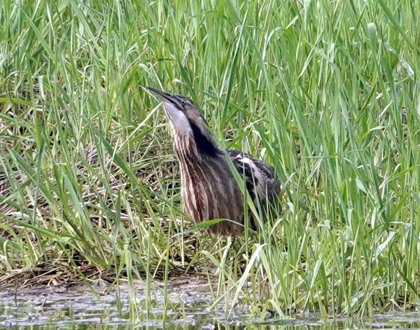 American Bittern - Mario Poirier